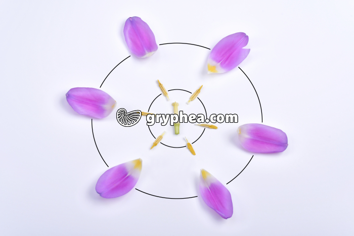 Tulipe - Diagramme floral - gryphea.com